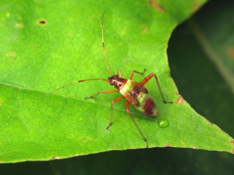 Closterotomus fulvomaculatus (De Geer, 1773)